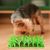 Petopia Tapis d'herbe en silicone pour chats et chiens