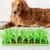 Petopia Tapis d'herbe en silicone pour chats et chiens