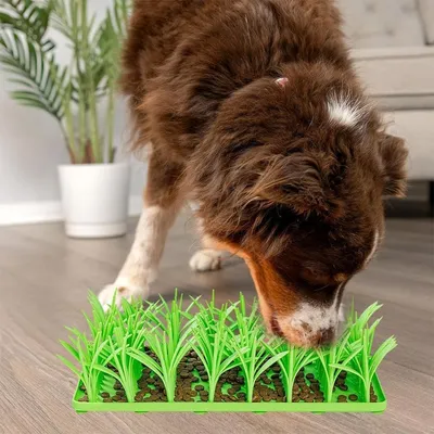 Petopia Tapis d'herbe en silicone pour chats et chiens