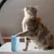 Petopia Nettoyant pour pattes de chien