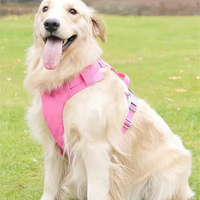 Petopia  Harnais et laisses pour chiens