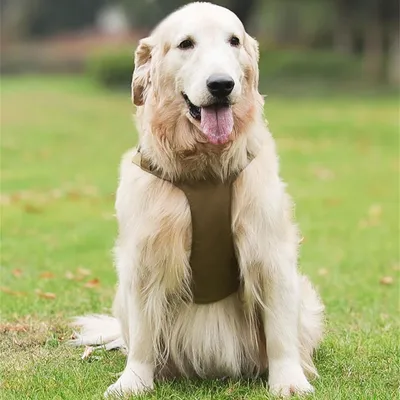 Petopia  Harnais et laisses pour chiens