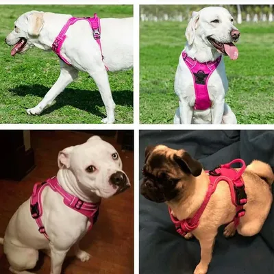 Petopia Harnais réfléchissant pour chien