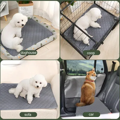 IntiMeg Tapis Educateur pour Chien