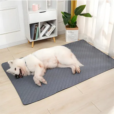 IntiMeg Tapis Educateur pour Chien