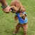 Petopia Abrigo refrescante para perros Petopia Abrigo refrescante para perros