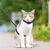 Harnais pour chat avec laisse
