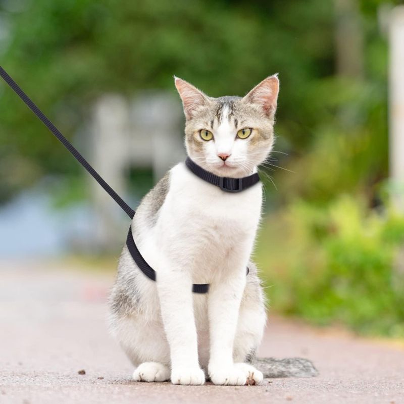 Harnais pour chat avec laisse