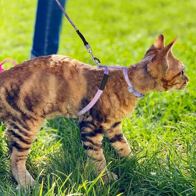 UAMLY Harnais pour chats Ensemble harnais, laisse et collier pour chat