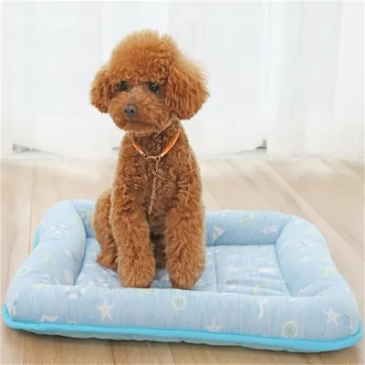 IntiMeg Tente et panier pour chat