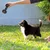 Pet Planet Chiens Jouets à Mâcher en Caoutchouc