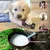 Pet Planet Chiens Jouets à Mâcher en Caoutchouc