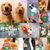 Pet Planet Chiens Sacs A Crottes Pour Chiens