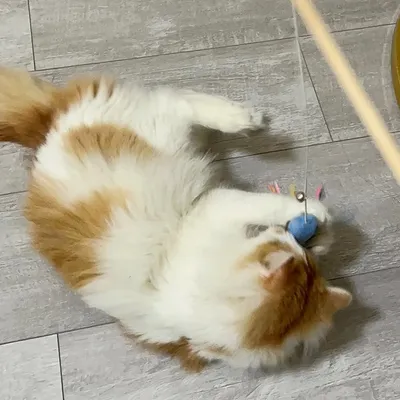 Pet Planet Chats 3 Pièces Baguettes à Chat