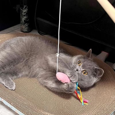 Pet Planet Chats 3 Pièces Baguettes à Chat