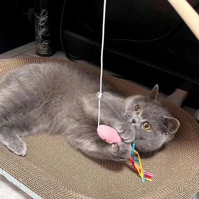 Pet Planet Chats 3 Pièces Baguettes à Chat