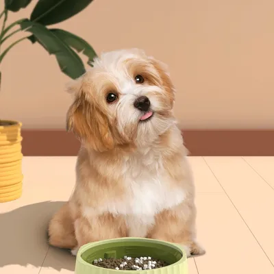 Petopia Gamelle anti - glouton pour chien