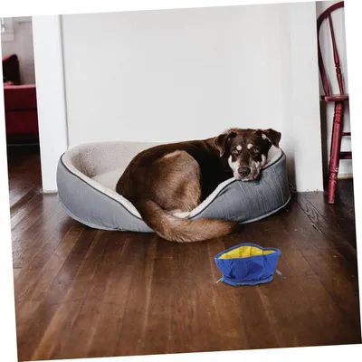 Petopia Gamelle pliable pour chien