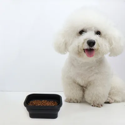Petopia Gamelle pliable pour chien