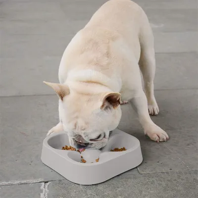 IntiMeg Gamelle à alimentation lente pour chien