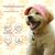 Petopia Chapeaux pour chat et chien