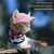 Petopia Chapeaux pour chat et chien