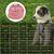 Petopia Chapeaux pour chat et chien