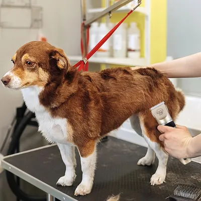 UAMLY Tondeuse pour chien avec peignes de limite à 4 positions UAMLY Tondeuse pour chien avec peignes de limite à 4 positions