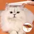 Petopia Peigne anti - puces pour chat et chien