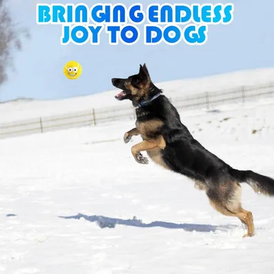 Pet Planet Chiens Joyeux Jouet de Balle Sonore