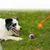 IntiMeg Lanceur de balles pour chien