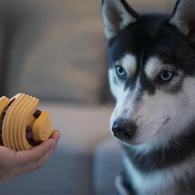 Petopia Balle manquante jouet pour animaux