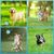 Pet Planet Chiens Balle Jouets Pour Chiens