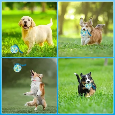 Pet Planet Chiens Balle Jouets Pour Chiens