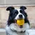 Petopia Balle jouet pour chien