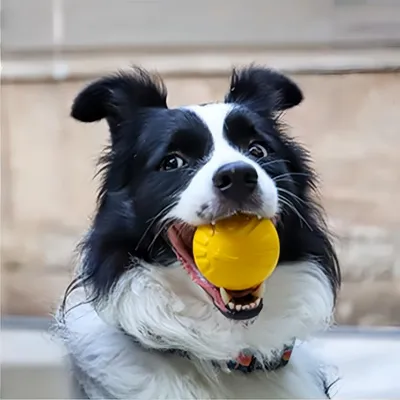 Petopia Balle jouet pour chien