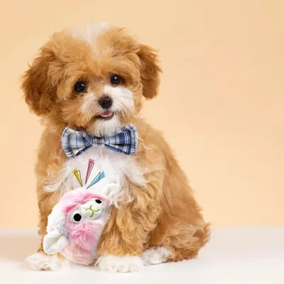 Pet Planet Chiens Playtime Jouet En Peluche Pour Chiens