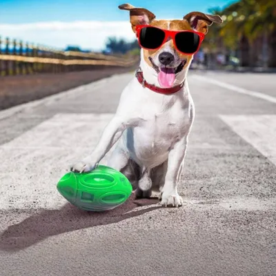 Petopia Ballon de rugby en caoutchouc pour chiens