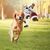 Pet Planet Ballon de football interactif pour chien