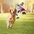 Pet Planet Ballon de football interactif pour chien