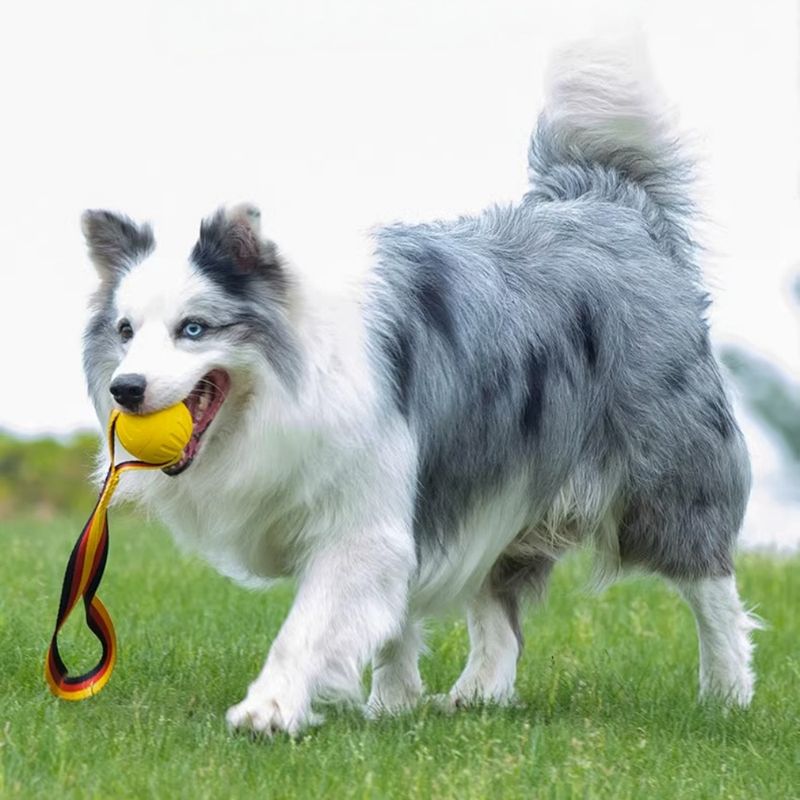 Petopia Balle jouet pour chien