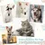 IntiMeg Médailles d'identification pour chiens et chats 30PCS
