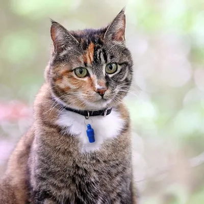 IntiMeg Médaille d'identification pour animal domestique