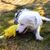 Pet Planet Chiens Jouets Cochons en Latex Naturel Sonore