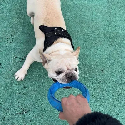 Pet Planet Chiens JouetsSet Jouet en Anneau en Caoutchouc