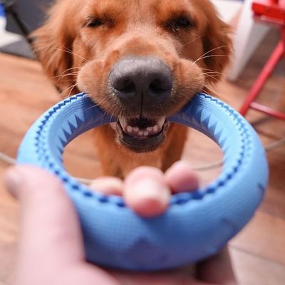 Pet Planet Chiens JouetsSet Jouet en Anneau en Caoutchouc