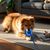 Petopia Jouet couineur pour chien