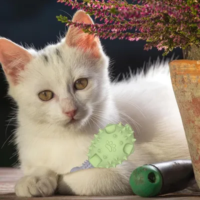 Pet Planet Chiens Poulet Pattes Jouets pour Chiens