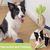 UAMLY Jouets à mâcher pour chien, cactus en caoutchouc