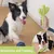UAMLY Jouets à mâcher pour chien, cactus en caoutchouc